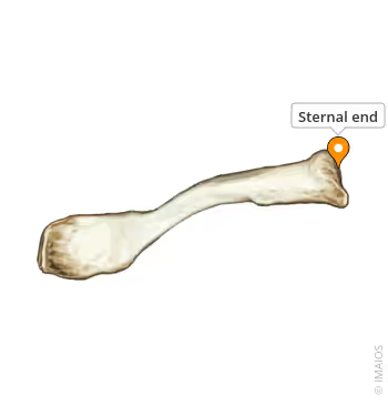 <p>What Bony Feature </p>