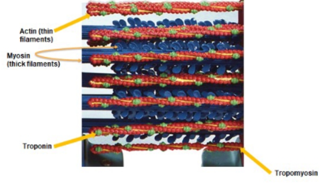 <p><span style="background-color: transparent; font-family: "Times New Roman", serif;">Tropomyosin, Troponin, Myosin, Actin</span></p>
