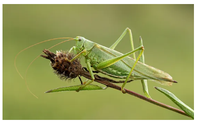 <p>What is the name of this bug </p>