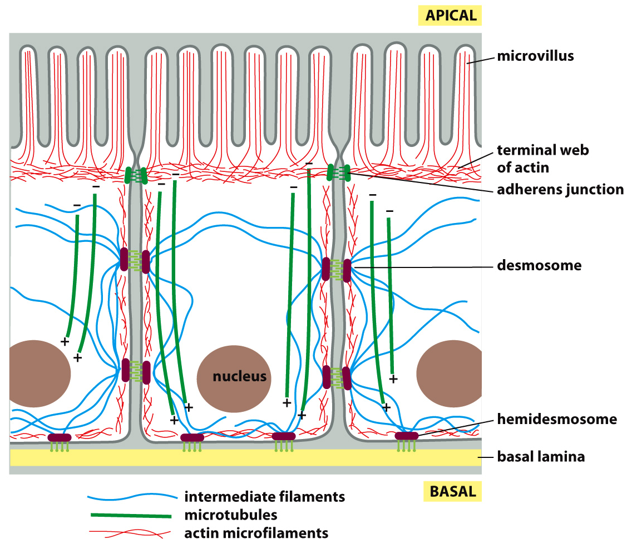 <p>What is the role of microtubules in polarized cells?</p>