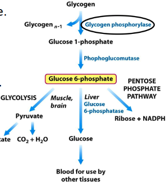 <ul><li><p><strong>def. muscle glycogen phosphorylase </strong>(myophosphorylase) → removes glucose form outer branch (muscle)</p></li><li><p>symptoms: burgundy urine, <strong>exercise intolerance</strong> (cramps), <strong>“2nd wind” </strong>after VD</p><ul><li><p><strong>inc. CK</strong></p></li></ul></li></ul><p></p>