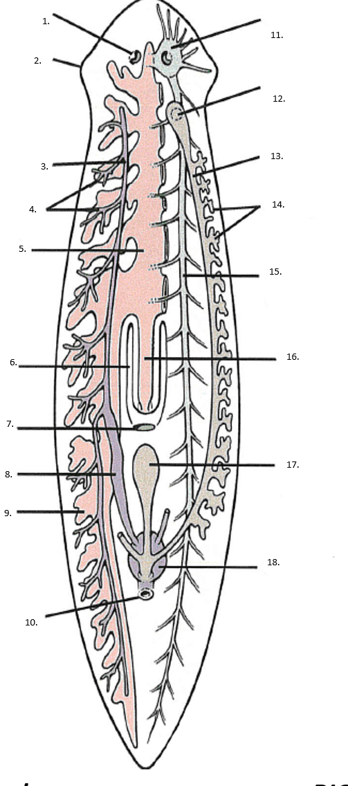 <p>Phylum, Class, Genus, Name</p>
