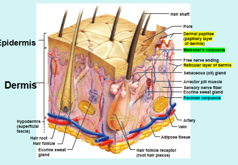 <ul><li><p>Consists of superficial papillary layer and deep reticular layer</p><ul><li><p>Papillary Layer:</p><ul><li><p>Composed of <span style="color: red;">AREOLAR CT</span></p></li><li><p>Surface has peg-like projections (dermal papillae) = where blood capillaries, nerve endings, and Meissner’s corpuscles, which act as touch receptors </p></li><li><p>In thick skin → surface of papillae supported by mounds (dermal ridges), which form impressions on epidermal surface (epidermal ridges/friction ridges) = increase friction and enhance gripping</p></li><li><p>Pattern of epidermal ridges genetically determined and unique to every individual → basis of finger-printing</p></li></ul></li><li><p>Reticular Layer</p><ul><li><p>Deeper layer = 80% of dermis</p></li><li><p>Composed of <span style="color: red;">DENSE IRREGULAR CT</span></p></li><li><p>Contains deep pressure touch receptors (PACINIAN CORPUSCLES)</p></li><li><p>Cleavage (tension) lines → areas of less collagen bundles in reticular layer</p><ul><li><p>Incisions made parallel to cleavage lines = gape less, lower infection rate, and heal faster with less formation</p></li><li><p>Incisions made across cleave lines gape, higher infection rate, take longer to heal with more scar formation </p></li></ul></li><li><p>Striae = stretch marks</p><ul><li><p>Type of skin scarring that appear as lines, stripes, or bands on skin (occur when skin stretches rapidly → pregnancy, weight gain, etc)</p></li></ul></li></ul></li></ul></li></ul><p></p>