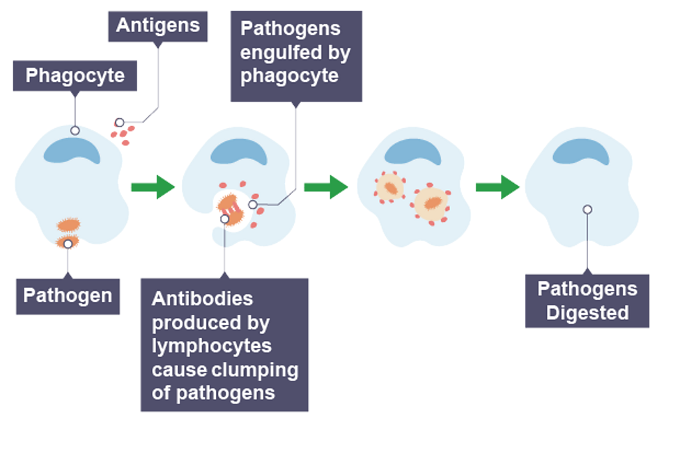 <p><span>phagocyte engulfs and digests microorganisms using enzymes</span></p>