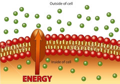<p>Molecules moving through a carrier protein from low to high concentration; requires energy</p>