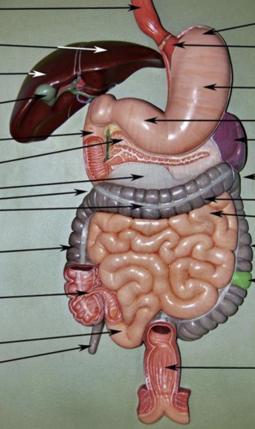 <p><span style="font-family: Calibri, sans-serif;">Small intestine</span></p>