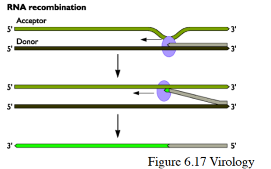 <p>Involves RNA polymerase <strong><em><u>TEMPLATE EXCHANGE</u></em></strong></p><ul><li><p>Poly can <em>switch template used as donor if current donor = not good</em></p></li></ul><p></p>