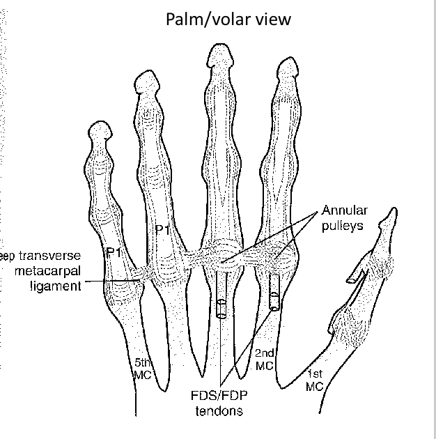 <ul><li><p><span>Deep transverse metacarpal ligament passes connects the volar plates of the metacarpophalangeal joints</span></p></li><li><p><span>Flexor tendons pass over it</span></p></li></ul><p></p>