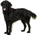 <p>welk type hond is dit</p>