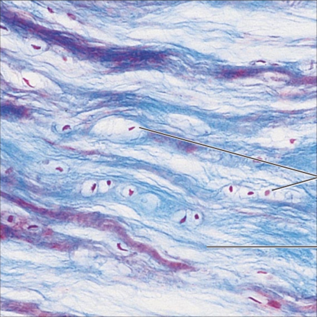 <p>what is the name of this tissue?</p>