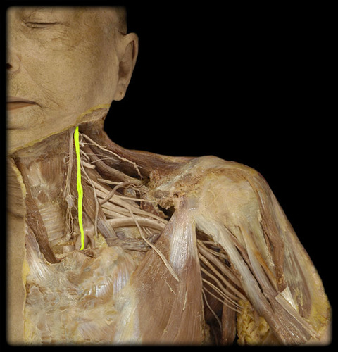 <p>Name the nerve</p>