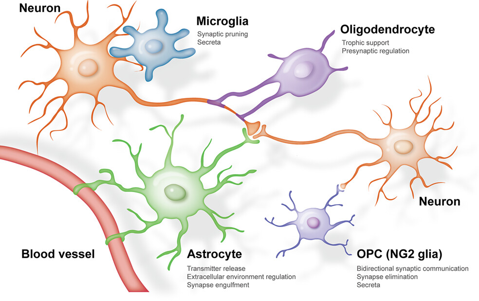 <p>-CNS</p><p>-regulate extracellular ion and small molecule concentrations </p><p>-involvement in neurotransmitter uptake and recycling </p><p>-line blood vessel, meningeal surfaces, synapses and nodes of Ranvier </p><p>-Important role in cell migration and various other processes  </p>