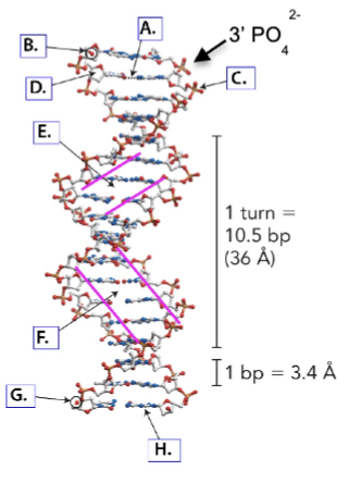 <p>Match the letter corresponding to the figure below with the descriptions. </p>
