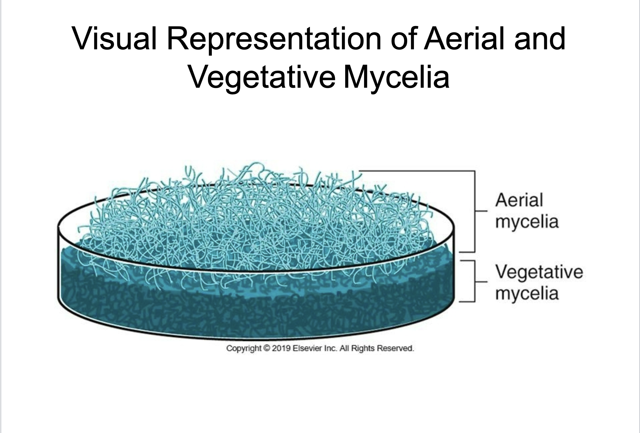 <p>mycelia (root like network) made of hyphae (thread-like tubes)</p><p>vegetative & aerial</p>
