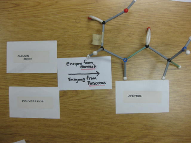 <p>Identify? </p><p>Lab Image 8-3</p>