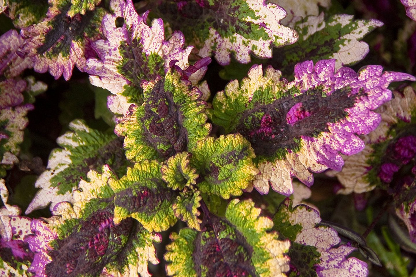 <p>Multicolored</p>