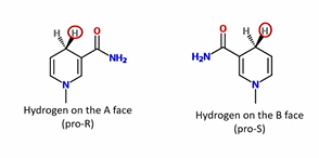 <p>Stereospecific, enzyme. Pro-R or Pro-S</p><p></p>