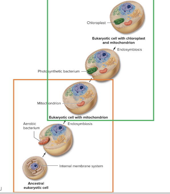 <p><span>Endosymbiosis Theory</span></p>
