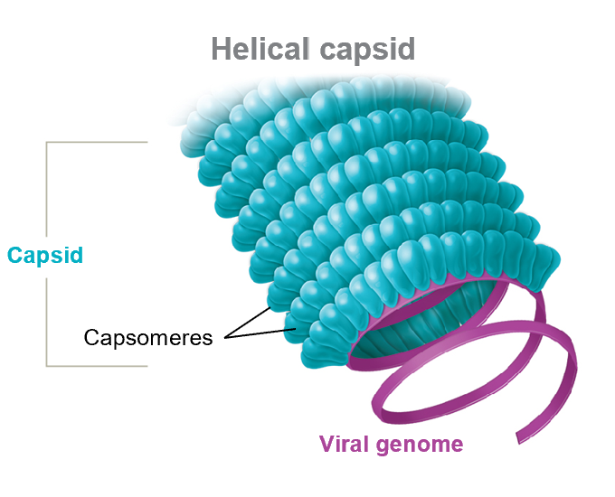 <p>Looks like a hollow tube</p>