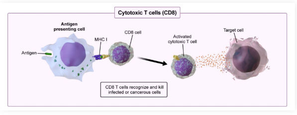 <ul><li><p>MHC I presentation: T cells differentiate into <strong>cytotoxic T cells </strong>(<strong>CD8</strong>+)</p><ul><li><p>Directly kill infected cells through <strong>perforin </strong>(pokes <strong>holes</strong>) and <strong>granzymes </strong>(cause <strong>apoptosis</strong>)</p></li><li><p>These are different than NKCs because they are <strong>more specific</strong> and require <strong>antigen presentation</strong></p></li></ul></li></ul><p></p>