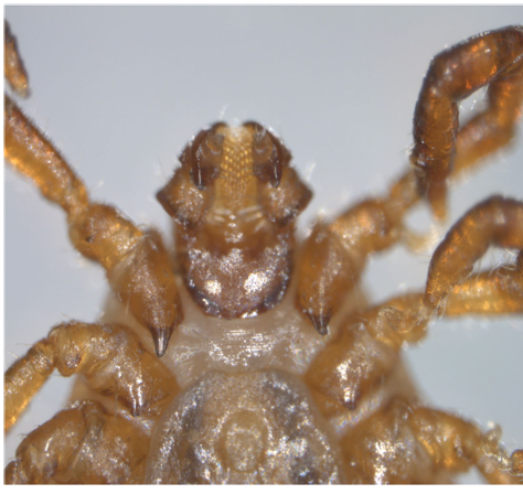 <p>The Longhorn Tick</p>