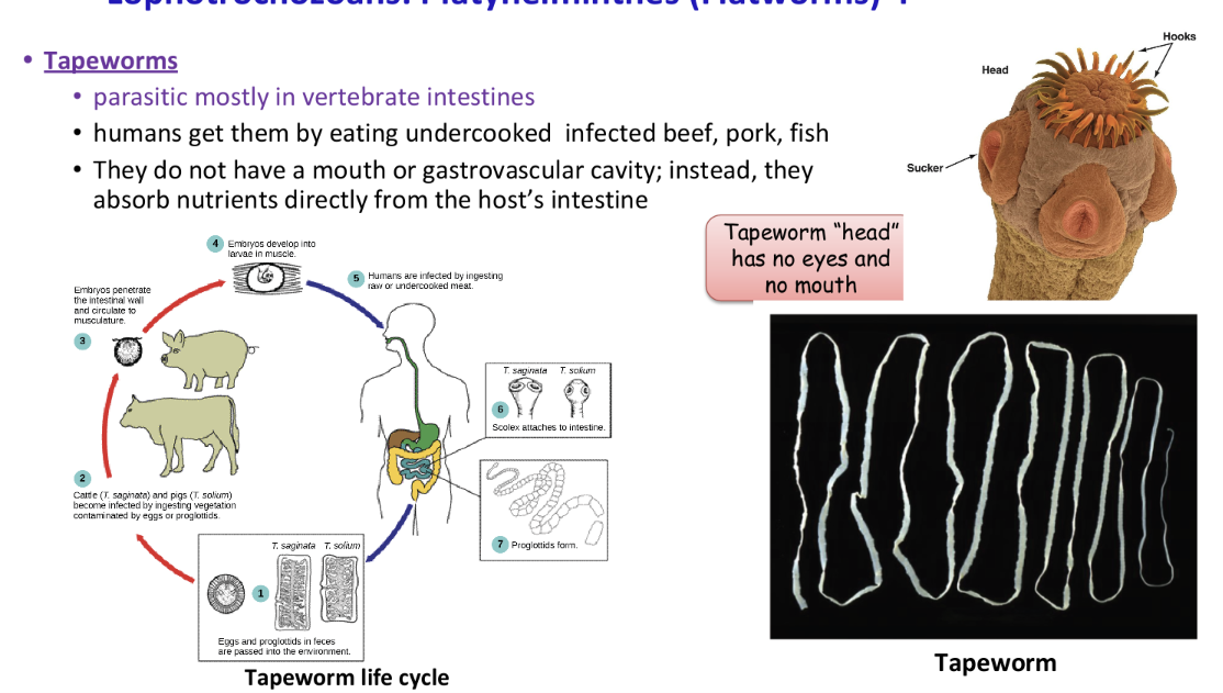 <p>parasitic, mostly in vertebrate intestines</p><p>humans get them by eating undercooked infected beef, pork, fish</p><p>do not have mouth or gastrovascular cavity, absorbs nutrients from host intestine</p><p>has a scolex, a head with no eyes or mouth with suckers and hooks</p><p>segments called proglotids</p>