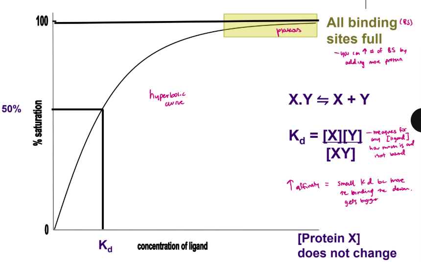 <ul><li><p>hyperbolic curve, as the concentration of the ligand increases a lot the binding plateaus because all binding sites are full</p></li><li><p>as affinity increases the Kd lowers</p></li></ul><p></p>