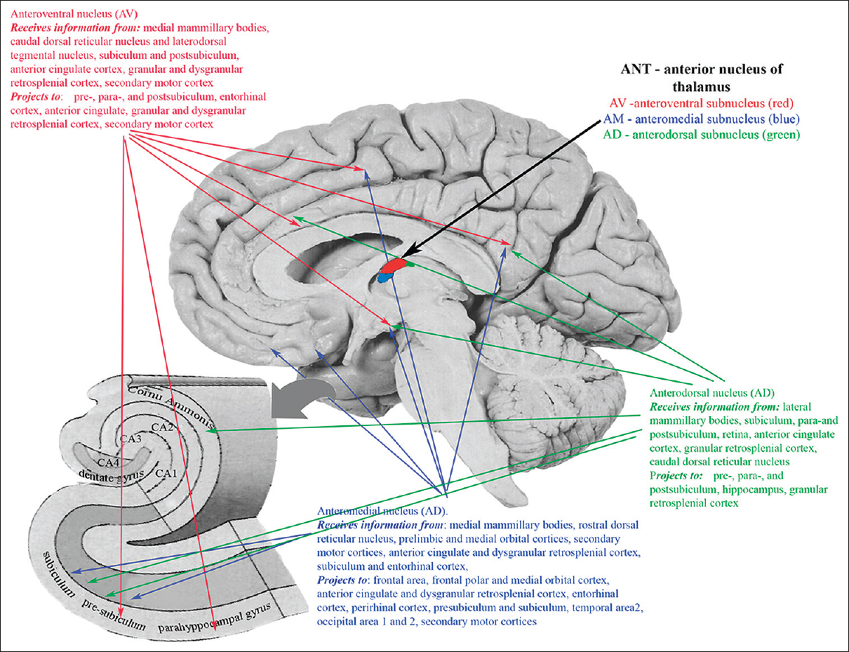 <p>limbic system</p>