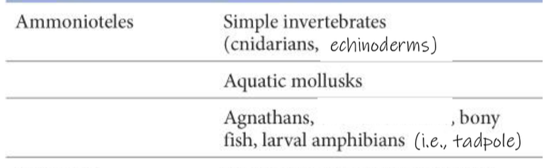 <p>1) simple invertebrates like cnidarians and echinoderms (jellyfish, sea anemones, starfish, sea urchins)</p><p>2) aquatic mollusks (mussels, clams, squid, octopus)</p><p>3) agnathans (jawless fish) and larval amphibians (tadpole)</p>