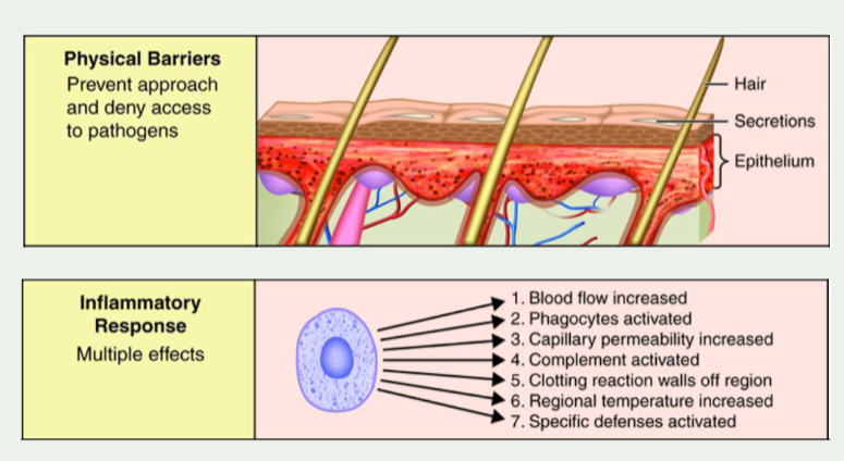 <ul><li><p>like invertebrates both humoural and cell mediated response</p></li><li><p>circulatory system with blood delivers the response rapidly to where its needed</p></li><li><p>molecules and cells diffuse out of capillaries into tissue fluid around cells</p></li><li><p><strong>interferons </strong>mediate viral innate immunity (send out warning signals when virus)  - increase resistance of cells to infection, slow the spread of disease</p></li><li><p>complement system - attacks and breaks down cell walls, attracts phagocytes and stimulates inflamation</p></li><li><p>fever- body temp rises in repsonse to pyrogens, inhibits pathogens</p></li><li><p>phagocytes- remove debris and pathogens</p></li><li><p>extracellular killing - destroys abnormal cells </p></li></ul><p></p><p></p>