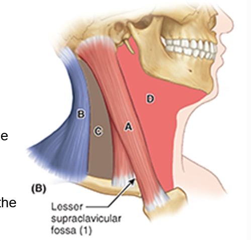 <ul><li><p>ant: median line of neck</p></li><li><p>post: ant border of SCM</p></li><li><p>sup: inf border of mandible</p></li><li><p>apex: jugular notch in manubrium</p></li><li><p>roof: subcut tissue containing the platysma</p></li><li><p>floor: pharynx, larynx, &amp; thyroid gland</p></li></ul><p></p>