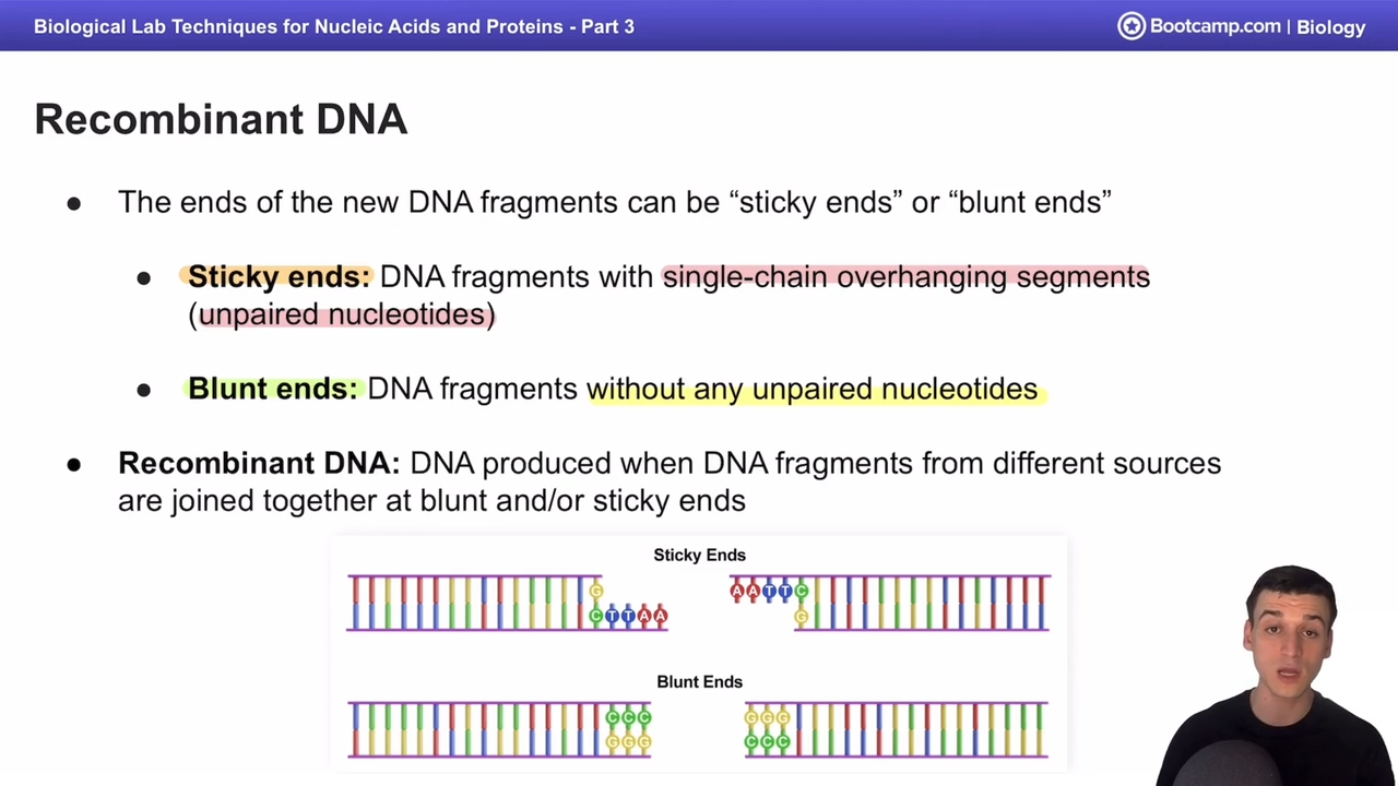 <p>Produced by endo and exonucleases </p><p></p><p>DNA fragments with single chain overhanging segments (unpaired nucleotides) </p>