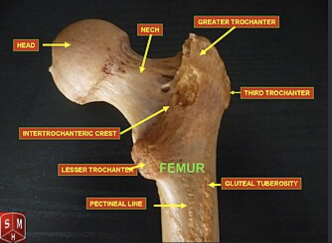<p></p><p>attachment site for superficial gluteal m</p>