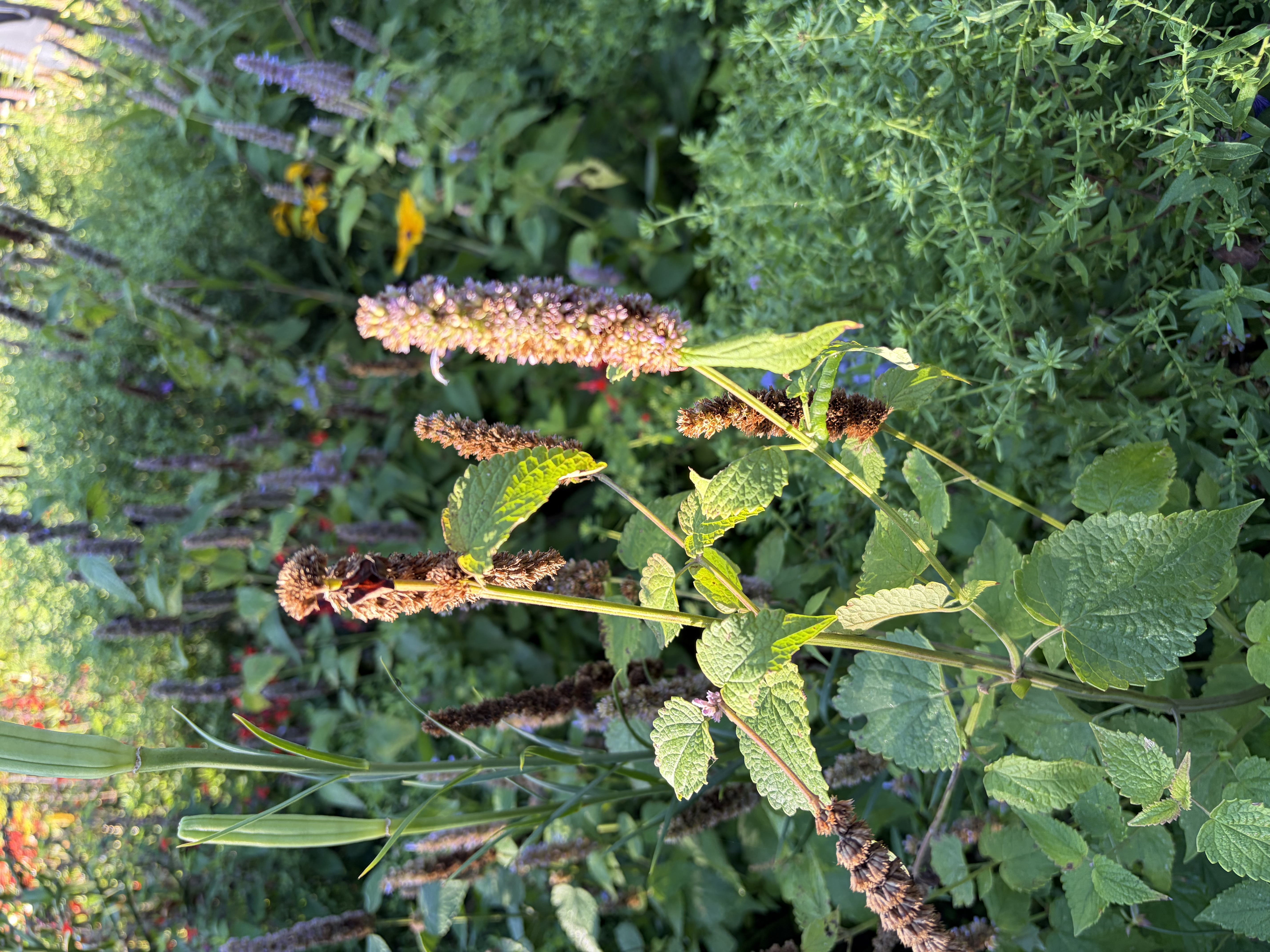 <p>opposite, semi-cordate, serrated leaves with a prominent midrib on back, fluffy brownish-purple flower/seed head</p>