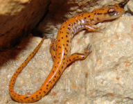 <p>Extreme SE KS</p><p>Orange salamander with black spots</p><p>Status: State endangered </p>