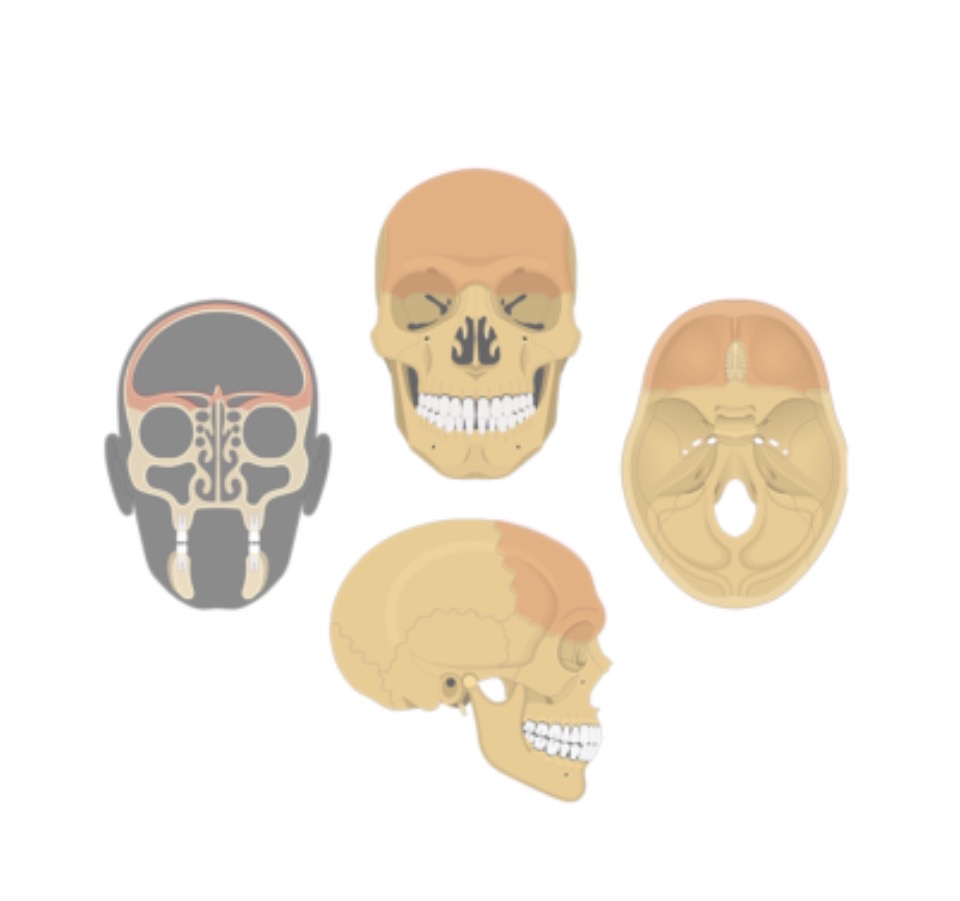 <p>Frontal bone</p>