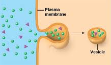 <p>when acell ingestsextracellular fluid and its dissolved solutes• Nonspecific uptake of fluid and solutes • "Cell drinking</p>