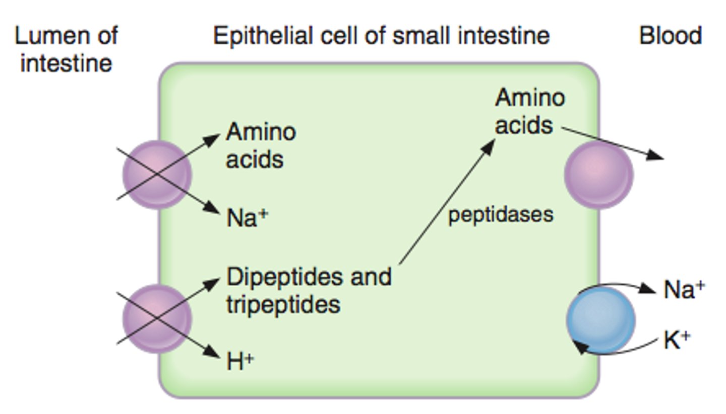 <p>Na/K+ ATPase creates a gradient for secondary active transport into villi; amino acids then enter bloodstream via facilitative transport.</p>