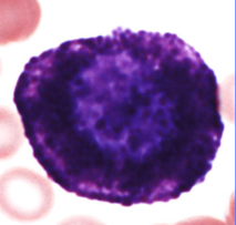 <p>the mast cell progenitor MaP is released from the marrow to the blood</p><p>-Stem cell factor (SCF) is especially important for formation</p><p>terminal differentiation occurs in tissues</p>