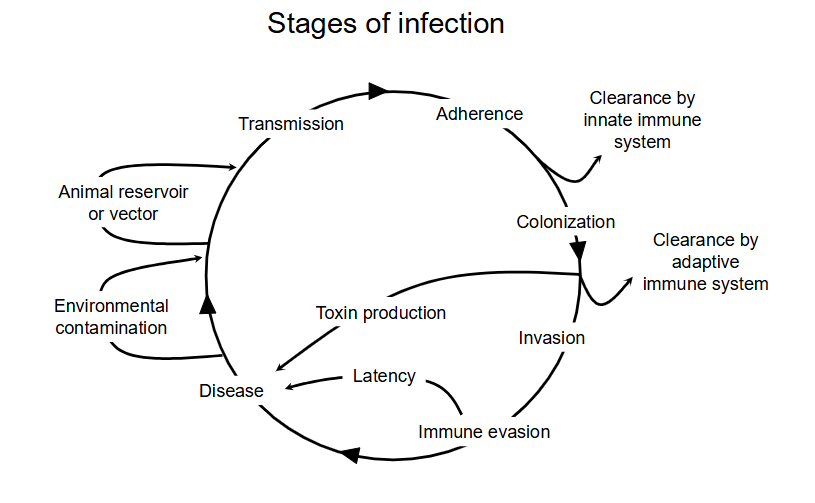 <p>- two ways to infect: the actual pathogen invades or the toxins cause disease</p>