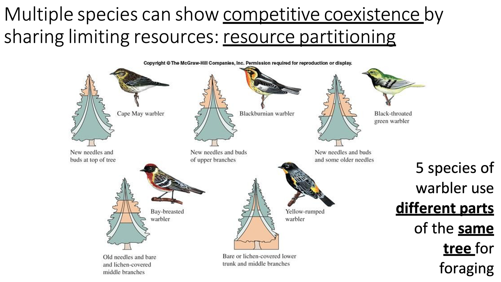 <ul><li><p>Resource Partitioning</p><ul><li><p>Competitive coexistence: sharing limited resources</p><ul><li><p>Species of warbler (type of bird) using different parts of one tree for foraging</p></li></ul></li></ul></li></ul><p></p>