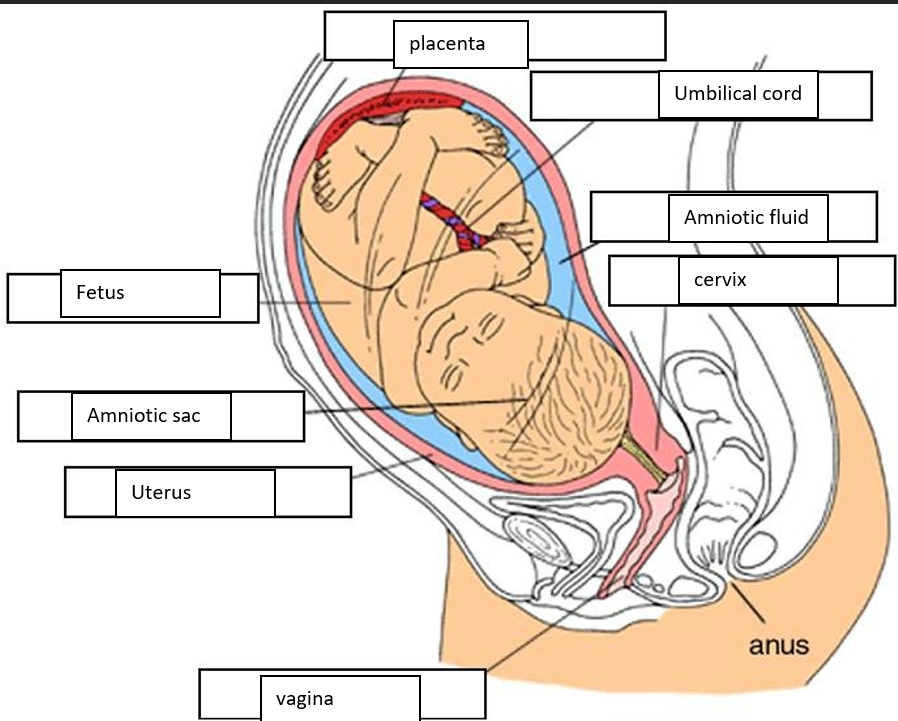 <ol><li><p>an organ the develops in the uterus once pregnant</p></li><li><p>provides O2 and nutrition</p></li><li><p>the placenta</p></li><li><p>the amniotic fluid </p></li></ol><p></p>
