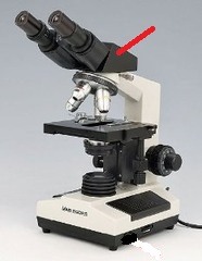 <p>Connects the eyepiece to the objective lenses.</p>