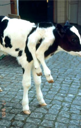 <ul><li><p>extra limbs</p><ul><li><p>developmental error, twin</p></li></ul></li><li><p>might be able to deliver or C-section</p></li></ul><p></p>