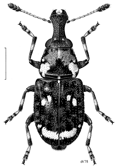 <p>Anthribidae</p>
