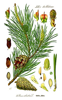 <p>Waldkiefer (Föhre)</p>