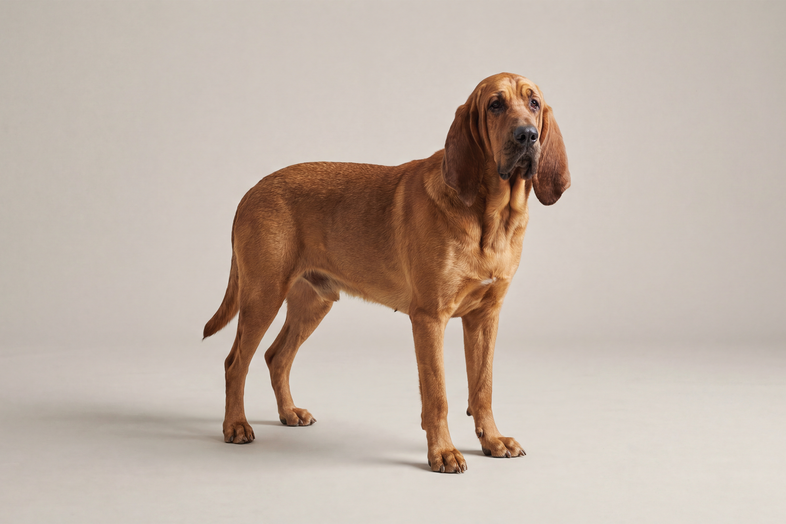 <p>Bloodhound</p>