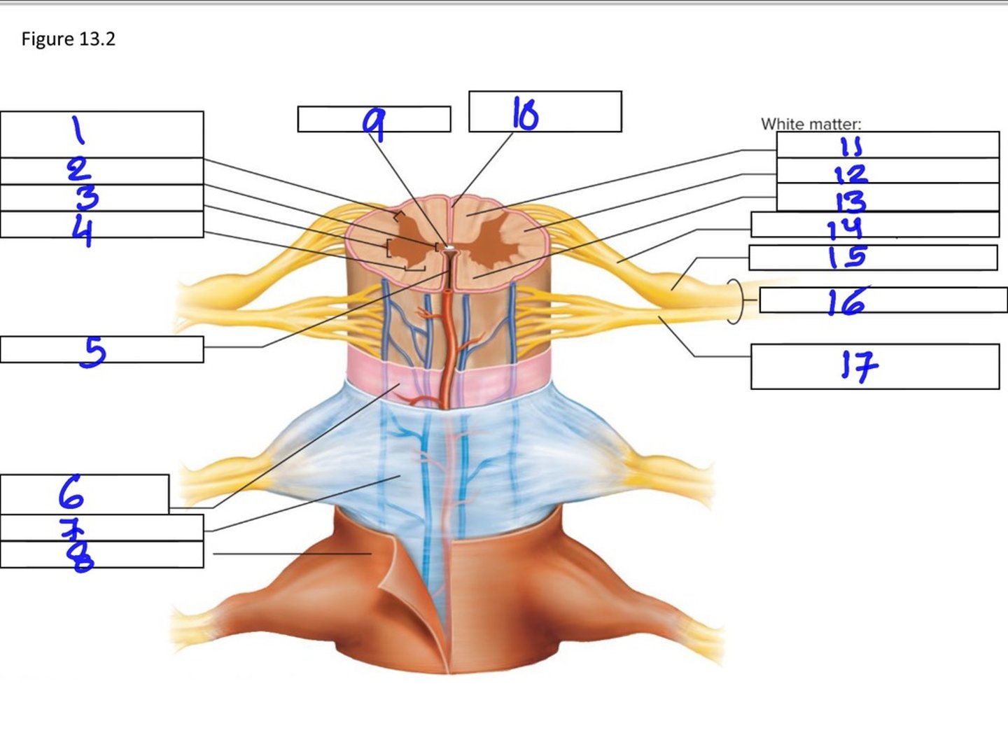 <p>16</p>