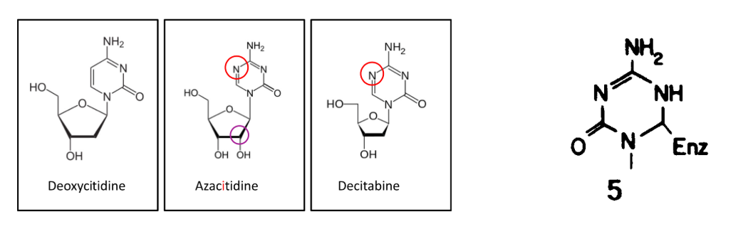 <p>DNA methyltransferase inhibitors </p><ul><li><p>cytosine analogues</p></li><li><p>covalently ‘trap’ DNMT at CpG dinucleotides at the replication fork  → trap enzyme, blocking further activity → effective at low doses</p></li><li><p>enzyme normally allows switch from proton to electron → nucleophilic attack, methyl attaches</p></li><li><p>drug has N where C would usually be that would be methylated → when enzyme attacks N gets covalently trapped</p></li></ul><p></p>