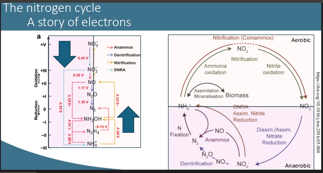 <ul><li><p>N exists over a wide redox range, so various reduced => oxidised forms, based on the associated e (how many can be taken up, how many can be released)</p></li></ul><p>(forms)</p><ul><li><p>(NO3-) nitrate = most oxidised. least e</p></li><li><p>(NO2-) nitrite = oxidised, few e</p></li><li><p>(NO) nitric oxide = can replace O2 as a terminal e acceptor</p></li><li><p>(N2O) nitrous oxide = a greenhouse gas (can diffuse off as gas)</p></li><li><p>(N2) dinitrous gas = 0 redox state. above is the oxidised forms, below is the reduced forms. ~78% of the atmos, elemental state. very stable so must be converted into other forms for biological use (biologically available N)</p></li><li><p>(NH2OH) hydroxylamine</p></li><li><p>(N2H4) hydrazine</p></li><li><p>(NH4+) ammonia = most reduced state</p></li></ul><p></p>